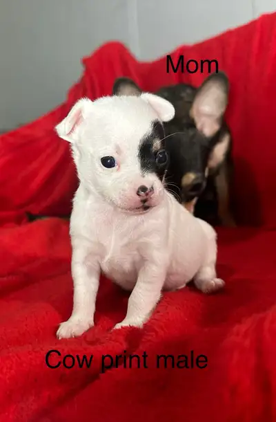 Purebred Chihuahua puppies There are eight puppies available between two different litters Please re...