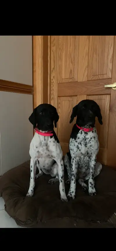 Puppy will be born in couple more weeks and have couple spots left , last litters have bin all great...