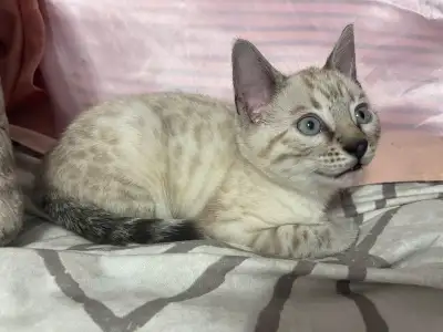 Stunning Bengal Kittens Ready to go!, View more