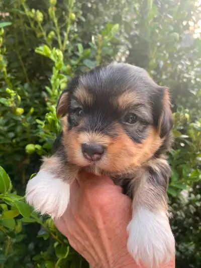 HAVANESE REGISTERED CKC PUPPIES, View more