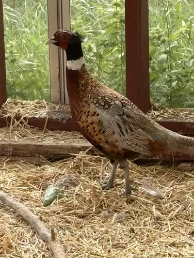 Fully Mature Male Chinese Ringneck Pheasant, View more