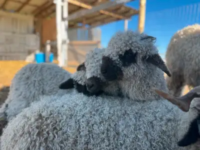 Valais Blacknose Sheep purebred and crosses available, View more