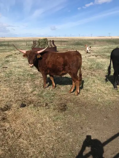 yearling steer for sale longhorn/Corriente , View more