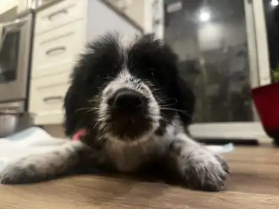 poodle mix, View more