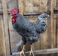 Plymouth Barred Rock Rooster