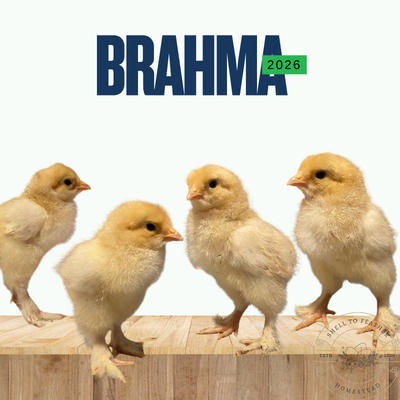 Lemon Pyle Brahma day old chicks baby chickens, View more