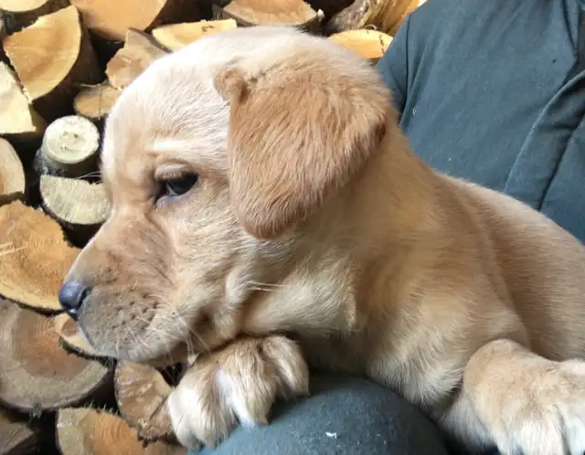 Lab Puppies For Sale in Dogs & Puppies for Rehoming in Norfolk County - Image 8