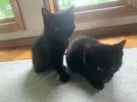 Two black male kittens
