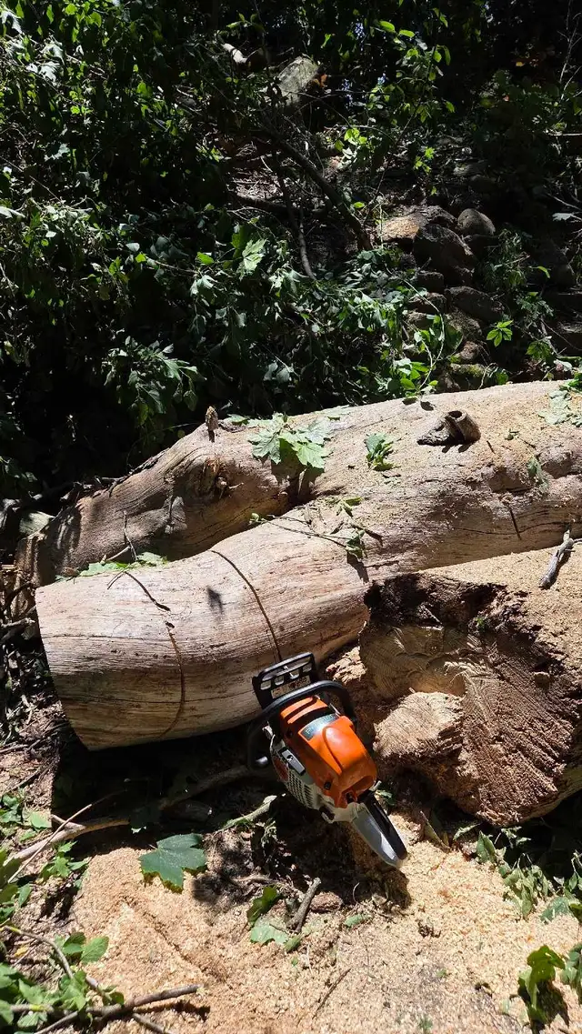 tree cutting  in Plants, Fertilizer & Soil in Mississauga / Peel Region - Image 2