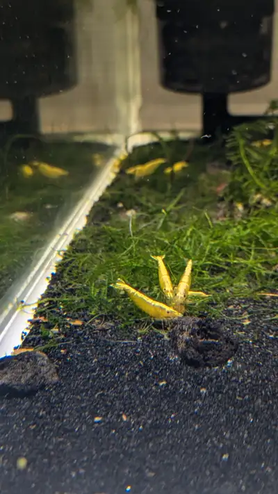 Crevette Neocaridina - Lots 10 Yellow GBL, View more