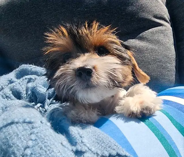 Biewer Terrier READY TO GO in Dogs & Puppies for Rehoming in Edmonton - Image 2