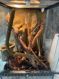 Gargoyle gecko with setup