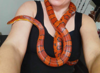 Corn snake for rehoming