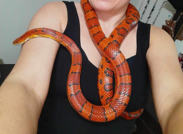 Corn snake for rehoming dans Autre  à Dartmouth