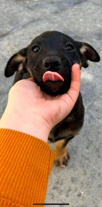 Baguira-4mth female shepherd/boxer mix