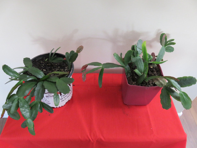 Christmas  Cactus  Plants in Plants, Fertilizer & Soil in Kelowna - Image 2