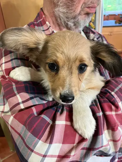 Papillon Mini Aussie pups, View more