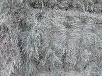 2nd cut grass hay.