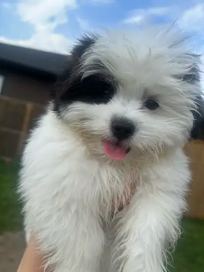 Malshi Puppy – Loving, Playful, and Looking for the Right Home, View more