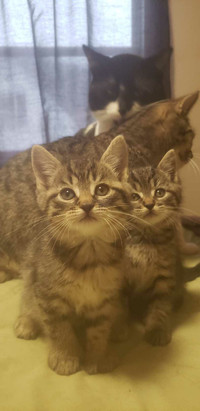 2 sweet friendly Female tabby kittens 