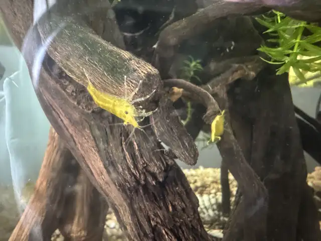 Yellow neocaridina x10 in Fish for Rehoming in City of Montréal - Image 5