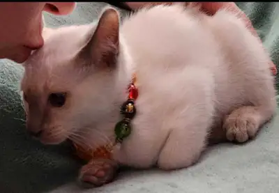 ♀️♂️Beautiful Siamese Kitten Vaccinated♡Chaton Siamois Vacciner, View more