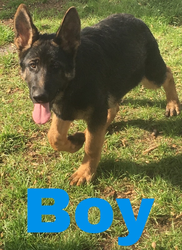 German Shepherd puppies Dogs & Puppies for Rehoming 100 Mile House