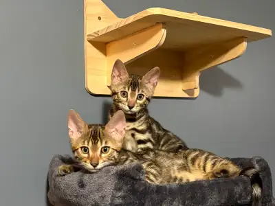bengal kittens, View more