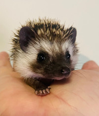 Cutest baby Pygmy Hedgehogs! Very tame!