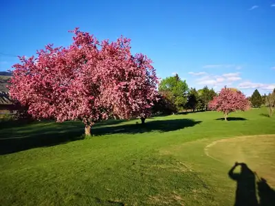 Great restaurant opportunity for the right Operator. This golf course restaurant is all set up ready...