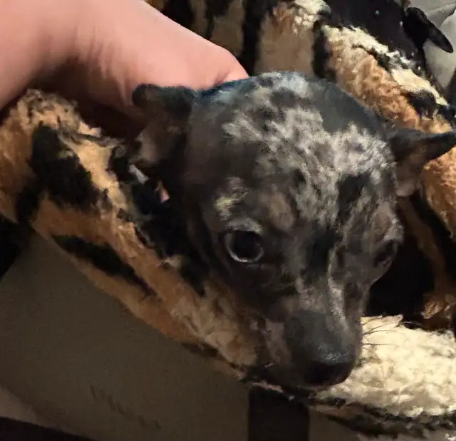 Chihuahua Merle (female) in Dogs & Puppies for Rehoming in Owen Sound - Image 6