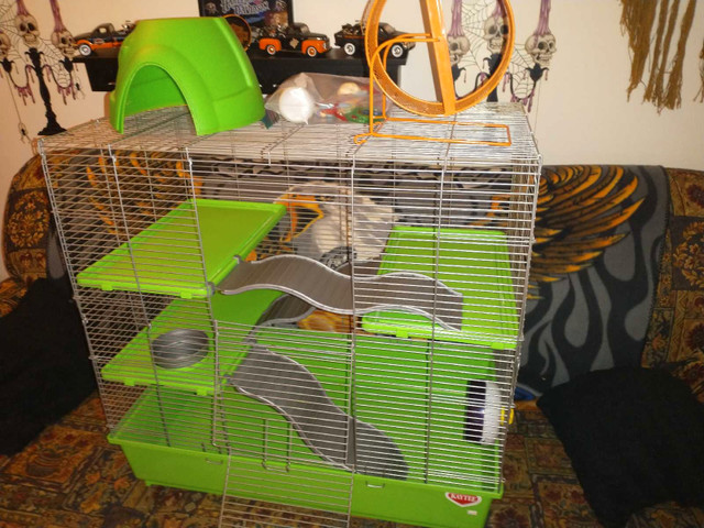Cage a rongeur rat, hamster, cochons d'Inde  dans Accessoires  à Saguenay