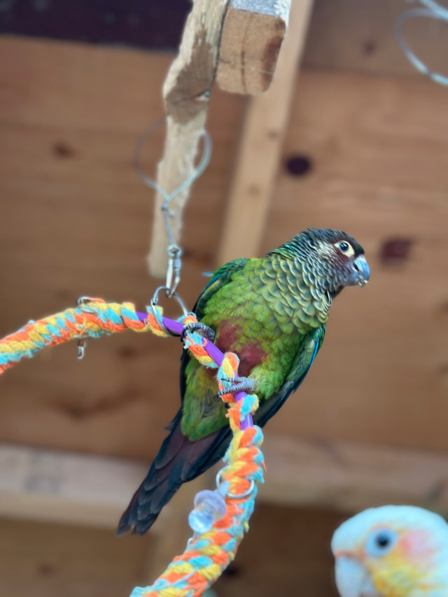 Conure rosy front for sale in Birds for Rehoming in City of Toronto - Image 4