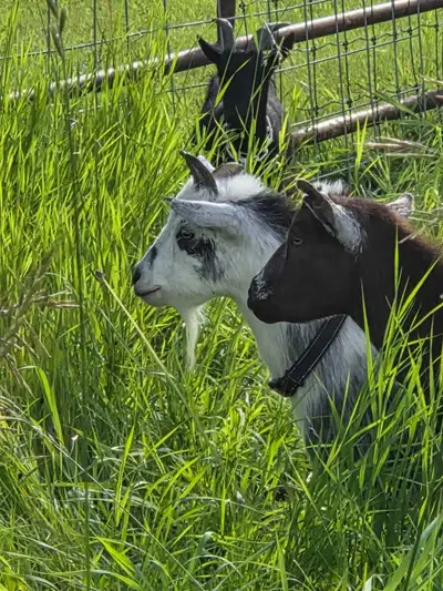 5 Goats 4 males 1 female , View more