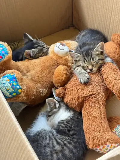 Kittens, ready for their new homes, View more