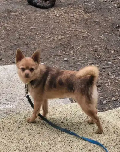 3 Pomeranian Chihuahua females Born - December 27th, 2024 Have vaccinations and deworming Mom is a f...
