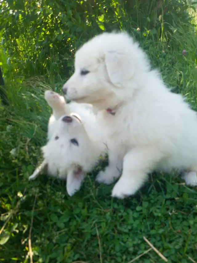 Purebred all white Great Pyrenees puppies in Dogs & Puppies for Rehoming in Ottawa - Image 6