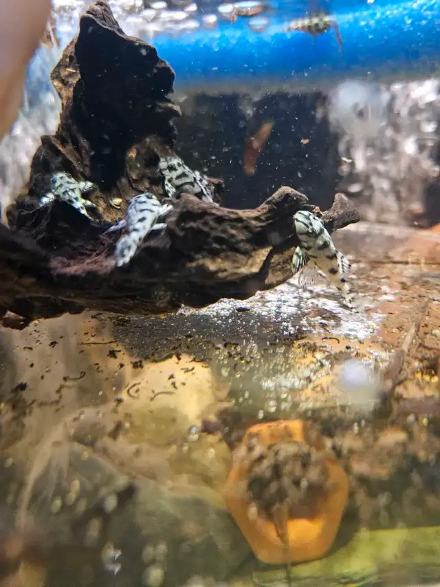super white L236 pleco fry UPDATED in Fish for Rehoming in City of Toronto - Image 3