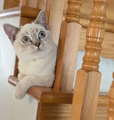 Scottish Straith (tout inclus), View more