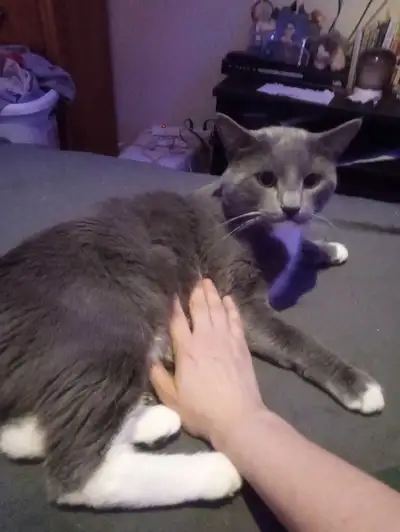 male cat looking for good home, View more
