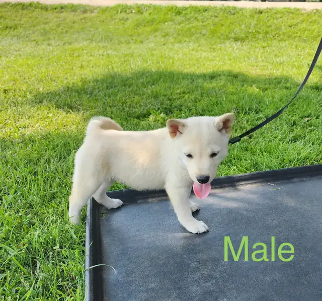 Shiba Inu Puppies in Dogs & Puppies for Rehoming in Winnipeg - Image 4