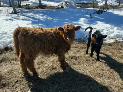 Highland/Galloway heifers, View more