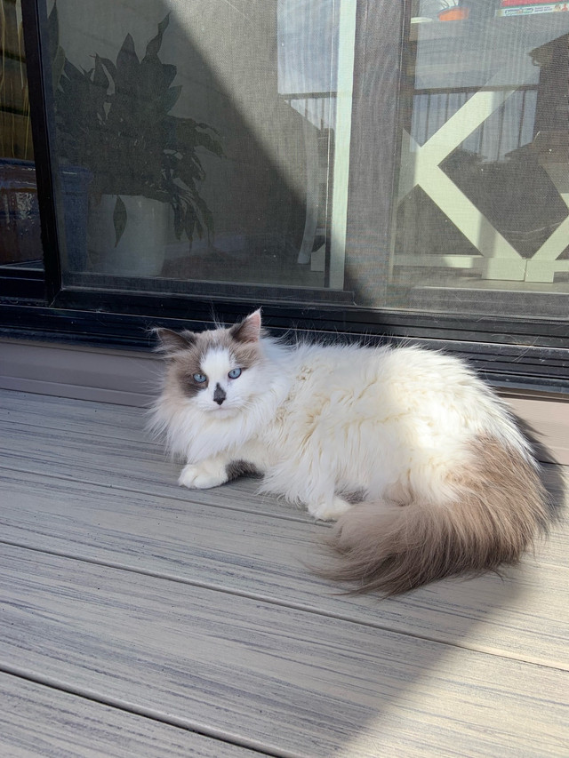 MALE RAGDOLL in Cats & Kittens for Rehoming in Calgary - Image 3