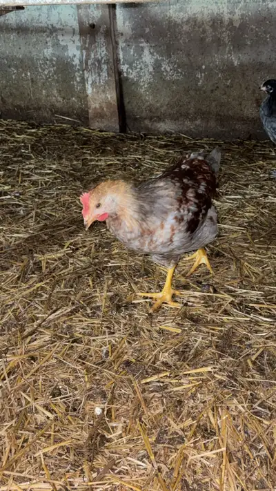 11 week roosters for sale , View more
