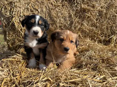 Puppies for sale, View more