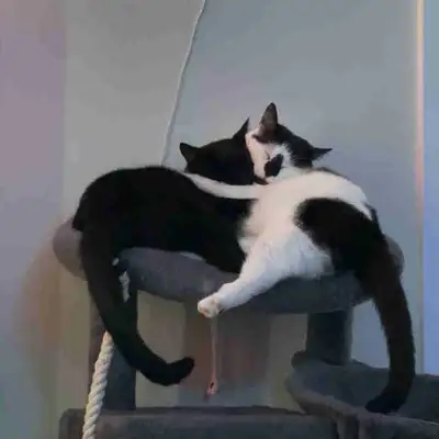 Two Neutered Male Cats Rehoming, View more