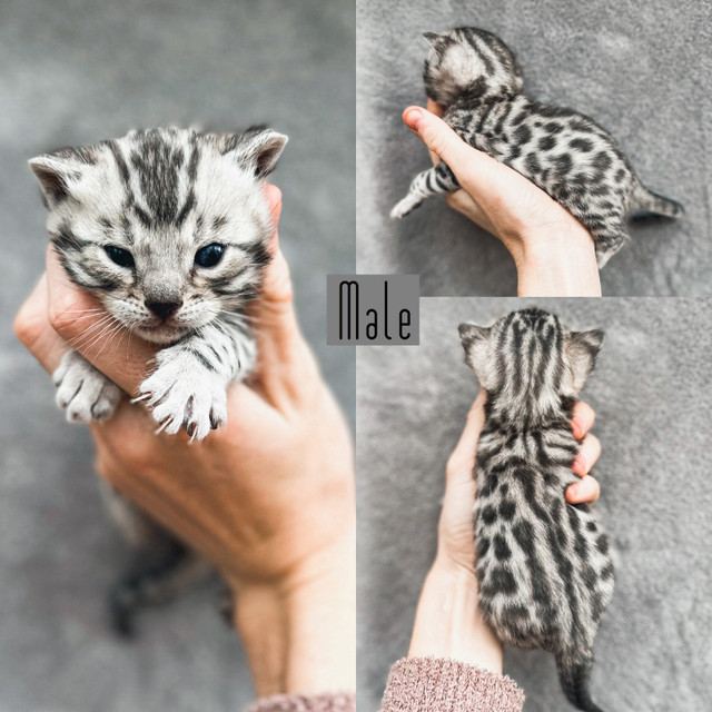 Stunning Quality Bengals  in Cats & Kittens for Rehoming in Nanaimo - Image 2