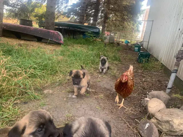 Anatolian Shepherd’s in Dogs & Puppies for Rehoming in Strathcona County - Image 5