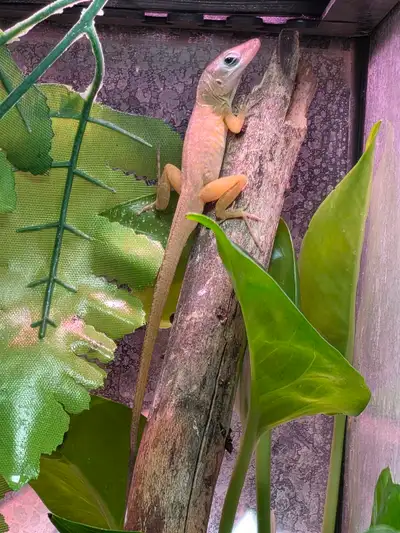 CB Dwarf Blue Eyed Anoles - juvies, View more