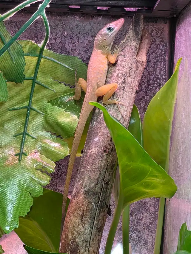 CB Dwarf Blue Eyed Anoles - juvies in Reptiles & Amphibians for Rehoming in Kawartha Lakes - Image 2